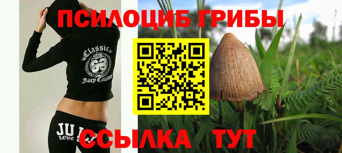 Псилоцибиновые грибы Psilocybe Керчь